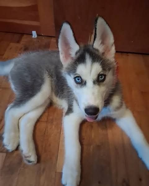 Dog for sale