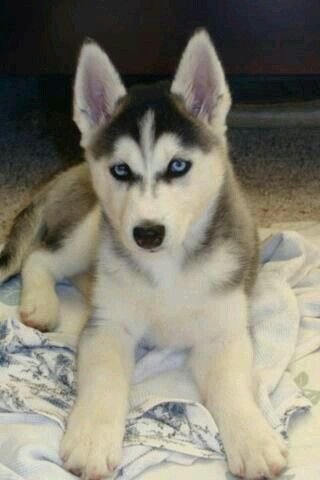 Dog for sale