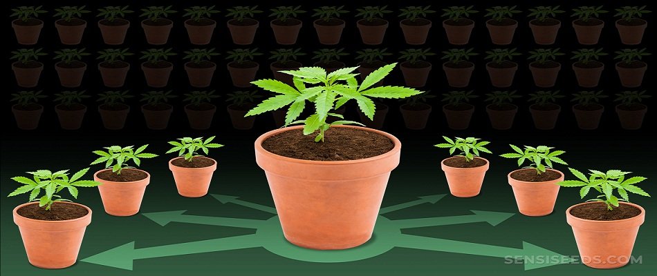 Marijuana Seeds for Sale in USA