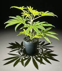 Weed Seeds for Sale
